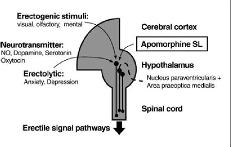 Apomorphine hydrochloride | Semantic Scholar