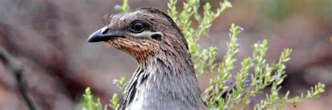 Malleefowl monitoring - Victorian National Parks AssociationVictorian National Parks Association