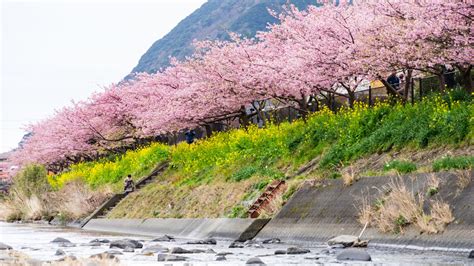 Discover Tokyo's Top 10 Kawazu-zakura Cherry Blossom Viewing Spots In 2024!