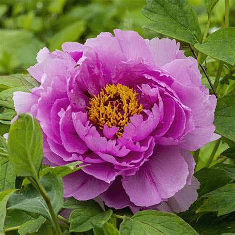 Pivonka drevitá (Paeonia suffruticosa ’Ling Hua Zhan Lu’) veľkosť 20cm ...