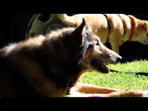 15 1/2 Old Nikki Dog - YouTube