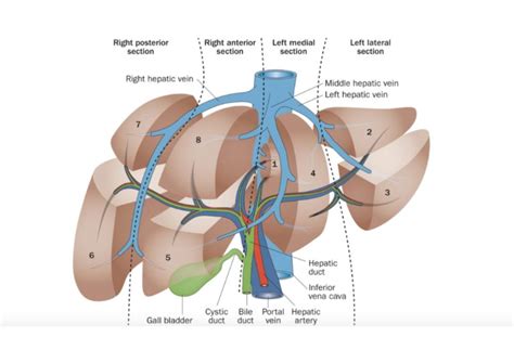 Couinaud’s Segmental Anatomy of the Liver and Proposed Classification ...