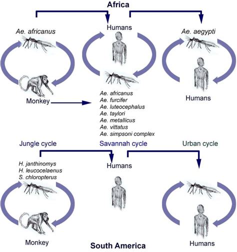 Transmission cycle between yellow fever virus and its vector. Source:... | Download Scientific ...