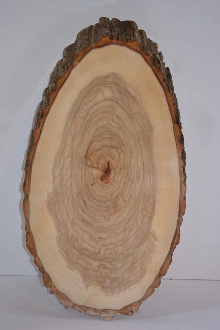 Balm of Gilead (OVAL) Tree Slice-Log Round-Log Slice 8" to 10" x 15" to 19"Long x 1" Thick ...