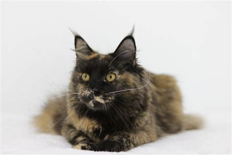 Tortie Maine Coon Cat: Facts, Origin & History (With Pictures) - Catster