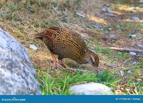 Weka bird stock photo. Image of native, graze, bird - 177268140