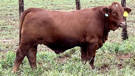 Beefmaster - J&J Cattle Co