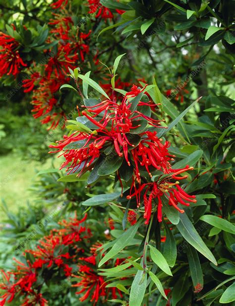 Chilean fire bush - Stock Image - B808/1411 - Science Photo Library