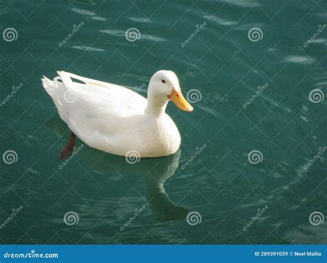 White duck in the water stock image. Image of water - 289391039