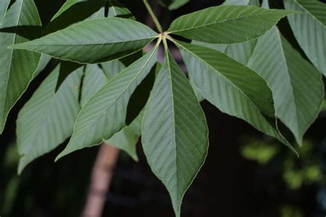 Aesculus glabra (Ohio buckeye): Go Botany