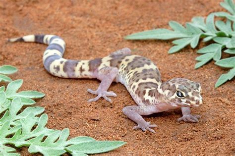 Texas Banded Gecko Facts and Pictures