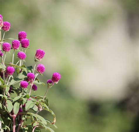 Free Photo | Flowers on blurred background