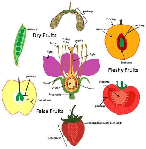 Frontiers | Evolution of the fruit endocarp: molecular mechanisms ...