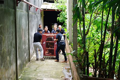 Five moon bears freed after more than twenty years trapped in cages at horrific bile farm in ...