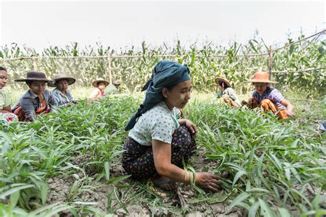 Sustainable Agricultural Practices in Myanmar — SHANLEYSTUDIO