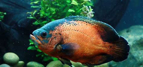 Feeding Oscar Fish | Tropical Fish Hobbyist Magazine