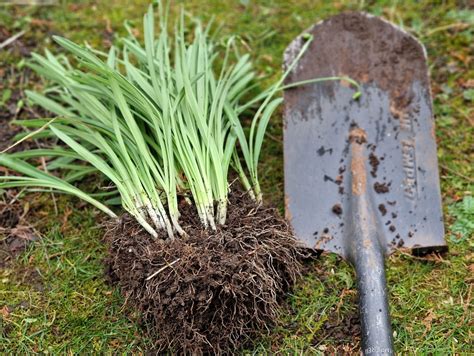 Snowdrop varieties worth growing in your garden