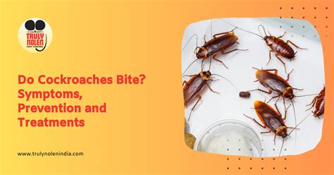 Do Cockroaches Bite? Symptoms, Prevention and Treatments - Truly Blog