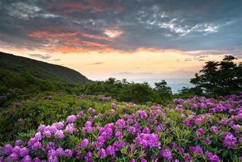 Discovering Springtime in the Great Smoky Mountains - Sevierville ...