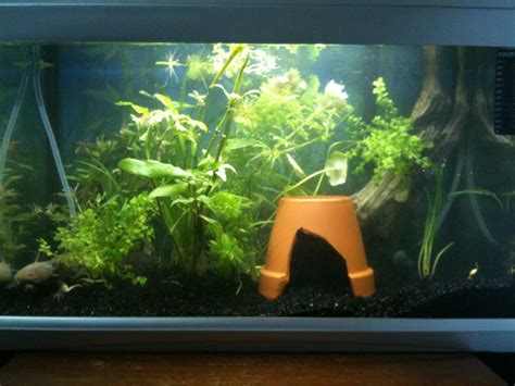 Photos of my re-decorated axolotl tank | Caudata.org: Newts and ...