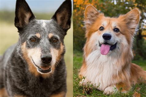 Blue Heeler Corgi Mix: Everything You Need To Know About This Hybrid