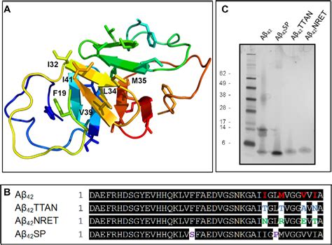 Figure 1 from Design of non-aggregating variants of Aβ peptide. | Semantic Scholar