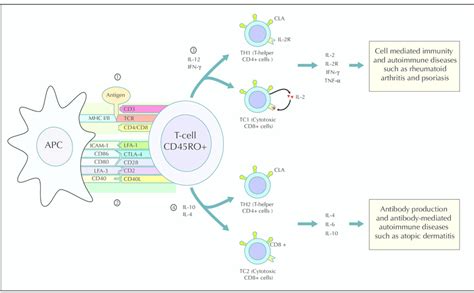 Stimulation of naïve T-cells by activated APC in the skin-draining ...