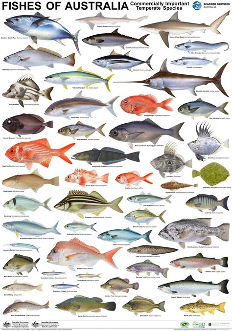 Poster Temperate Fish | Types of fish, Fish chart, Fish art