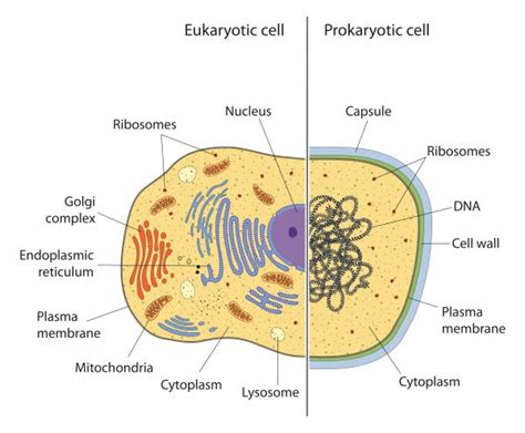 Prokaryotes vs. Eukaryotes | Biology Dictionary