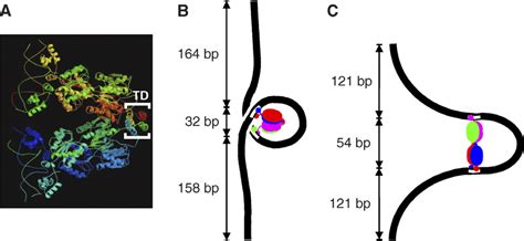 Lac Repressor and Proposed O-158-O Loop Geometries (A) Crystal... | Download Scientific Diagram