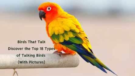 Birds That Talk - Discover the Top 18 Types of Talking Birds (With Pictures)