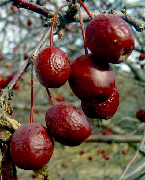 Crab Apples Fermented on the Tree