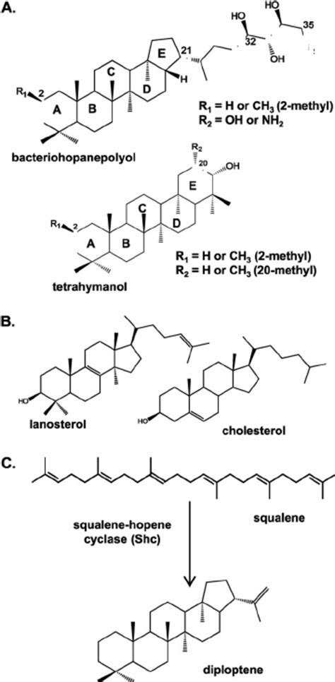 Biosynthesis of hopanoids in R. palustris TIE-1. (A) Hopanoids produced... | Download Scientific ...