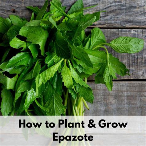 Growing Epazote - How to Plant & Grow Epazote from Seed - The Artisan Life