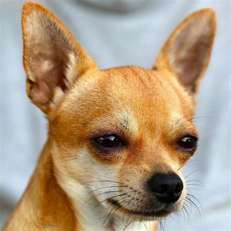 10+ Amazing Chihuahua Photos · Pexels · Free Stock Photos