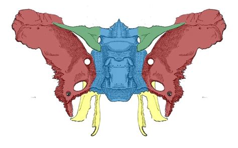 Sphenoid Bone - Location - Structure - Function - TeachMeAnatomy