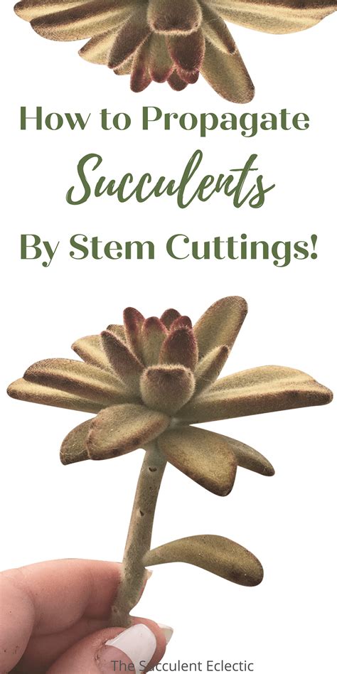 Propagating succulents from stem cuttings – Artofit