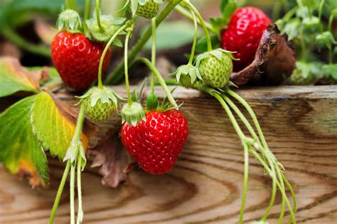 Easy Tips to Grow Strawberries From Seed