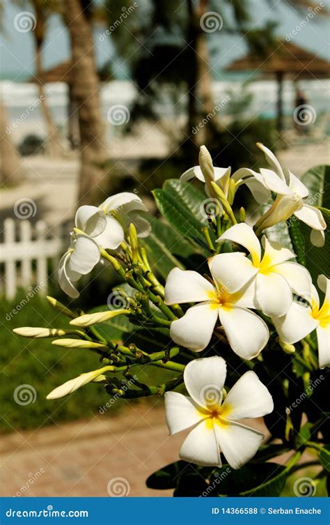 Plumeria on tropical beach stock photo. Image of blossomed - 14366588