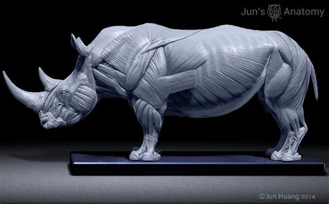 RHINO MUSCLE | Animal drawings, Animal sculptures, Animal study