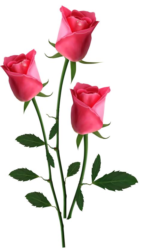 Pink Roses Bouquet Png