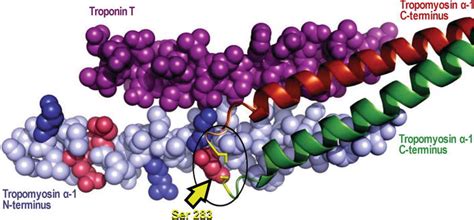 The Role of Tropomyosin in Cardiac Function and Disease | IntechOpen