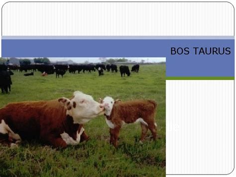 Beef Cattle Breeds BOS TAURUS Breeds of Beef