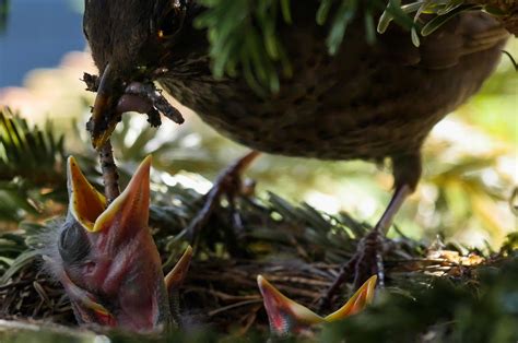 3 Ways to Help Birds During Nesting Season – Chirp Nature Center