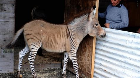 Rare 'zonkey', result of zebra mating with donkey, draws crowds in ...