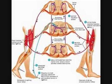 Crossed Extensor Reflex - YouTube