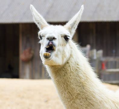 Funny Llama