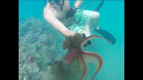 Octopus Hunting in Hawaii! - YouTube