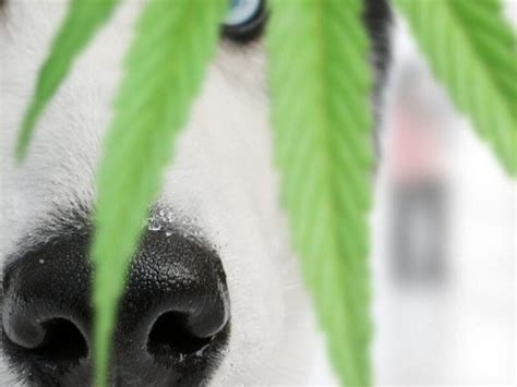 Can Dogs Get High? The Dangerous Effects of Marijuana on Dogs | by ...