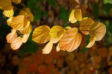 Autumn Gold stock photo. Image of nature, season, plants - 50609742